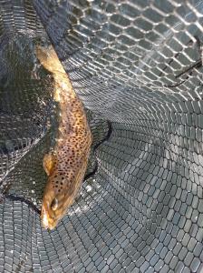 camp-brown-trout