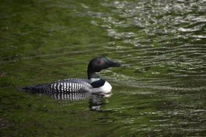 camp-loon