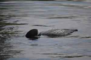 camp-loon2