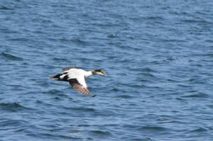 eider3