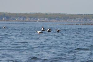 eider5