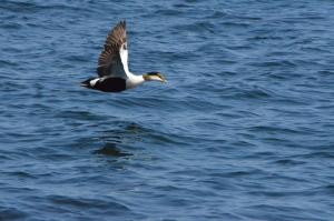 eider7