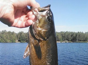 smallmouth1   